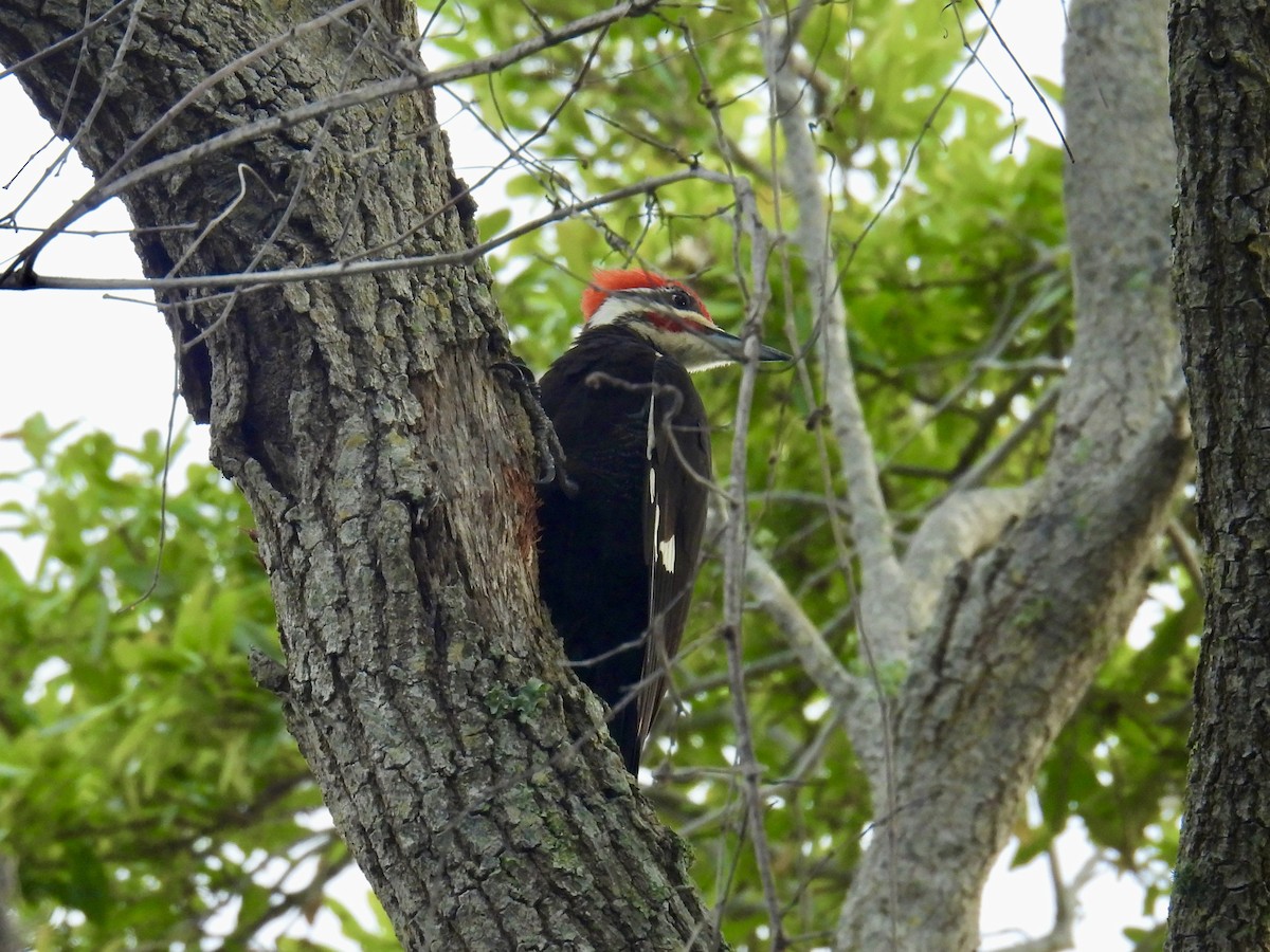 Pileated Woodpecker - ML616165972