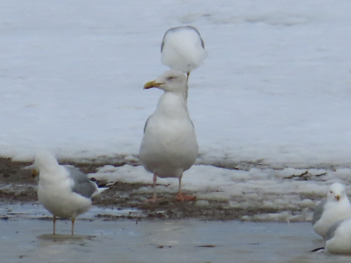 Herring Gull - ML616165976