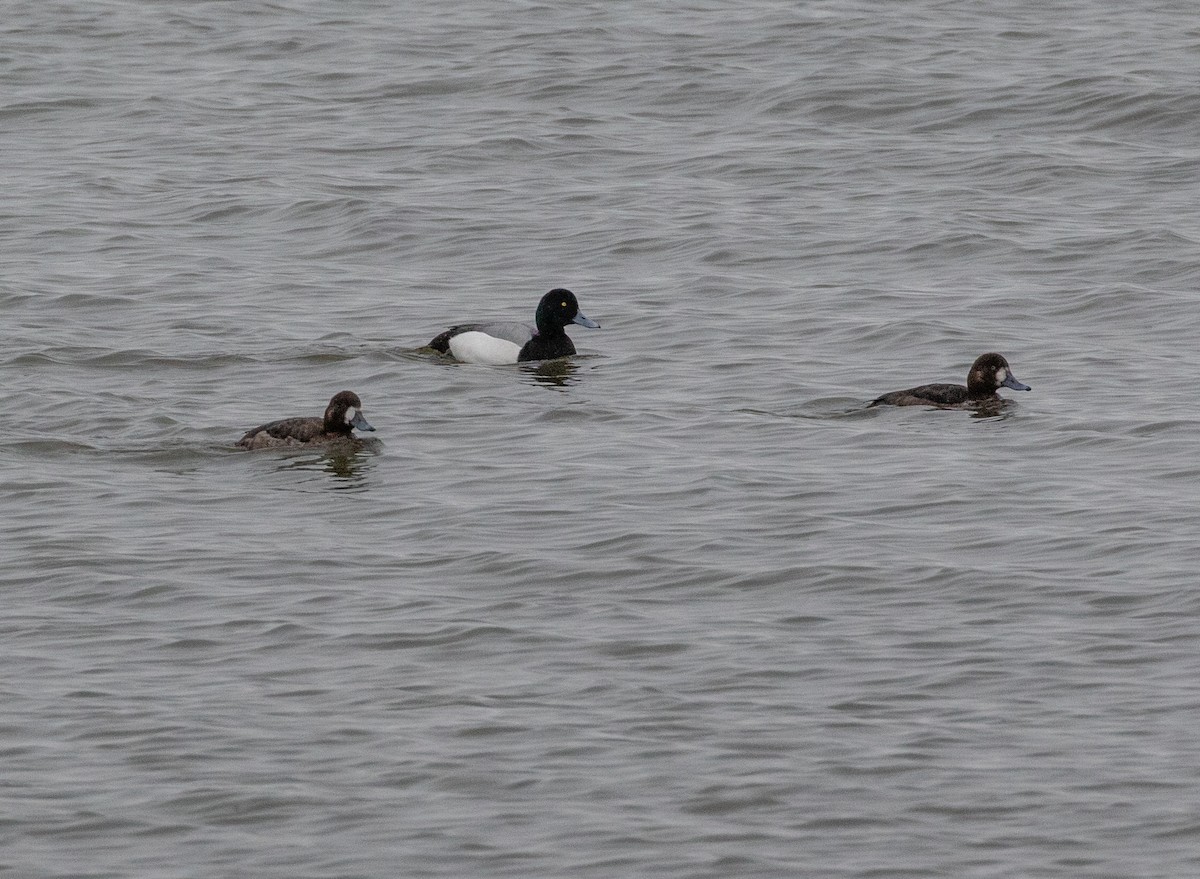 Greater Scaup - ML616165981