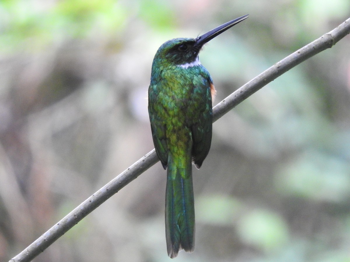 Jacamar à queue rousse - ML616165988