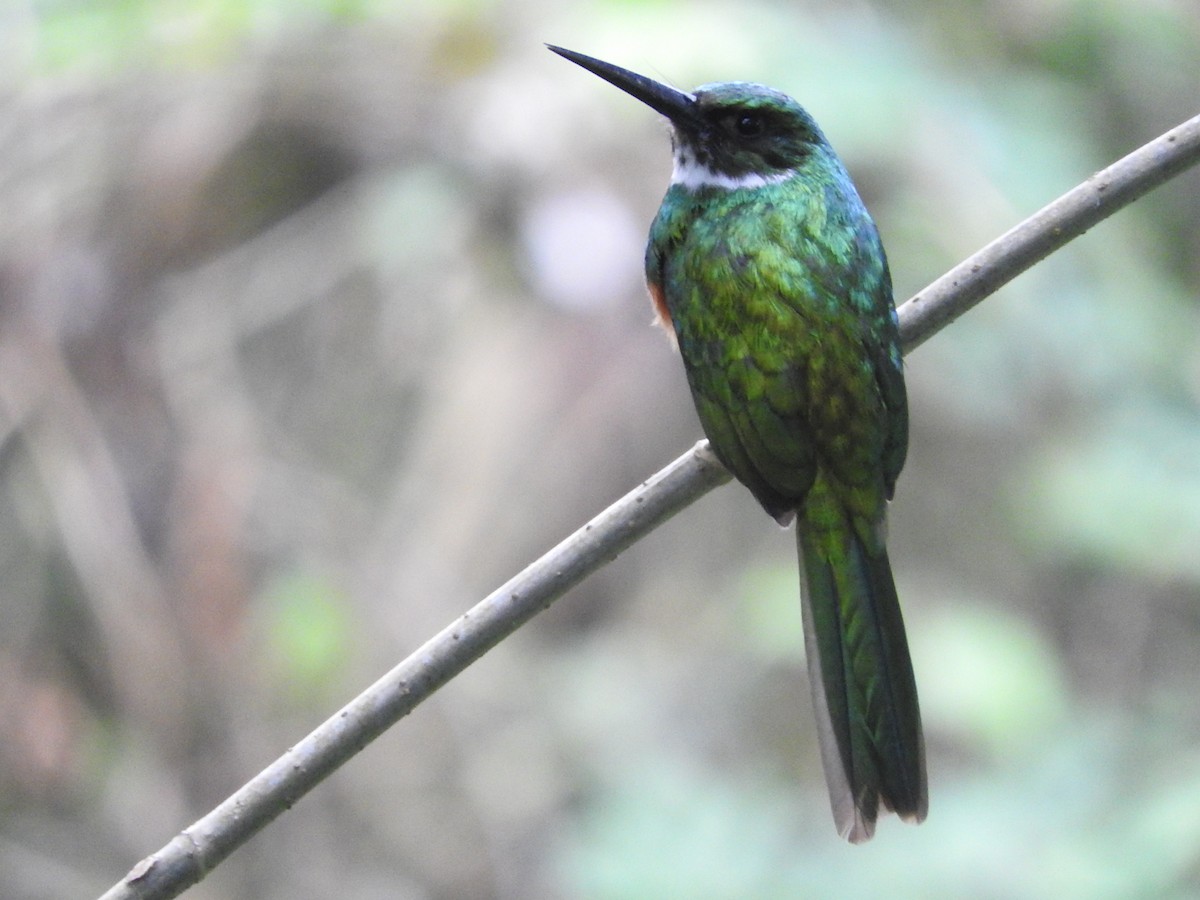 Rufous-tailed Jacamar - Maryan Cruz