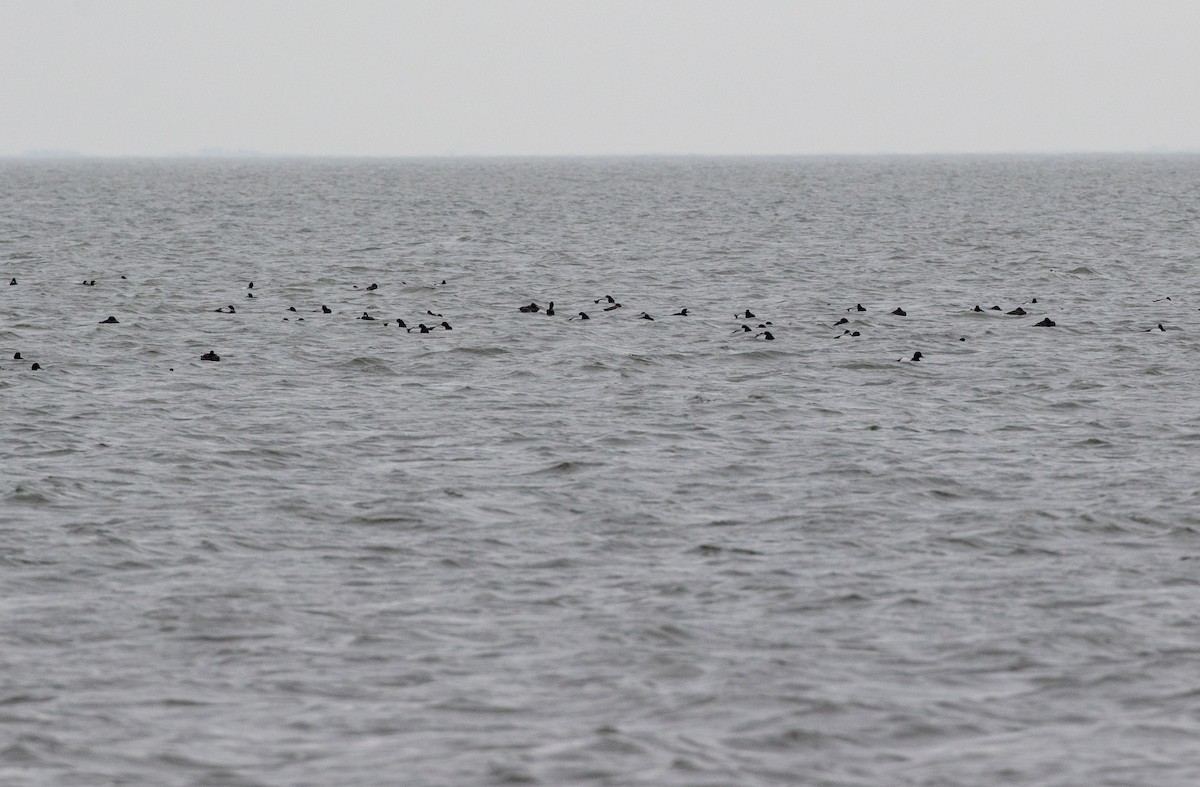 Greater Scaup - ML616165991