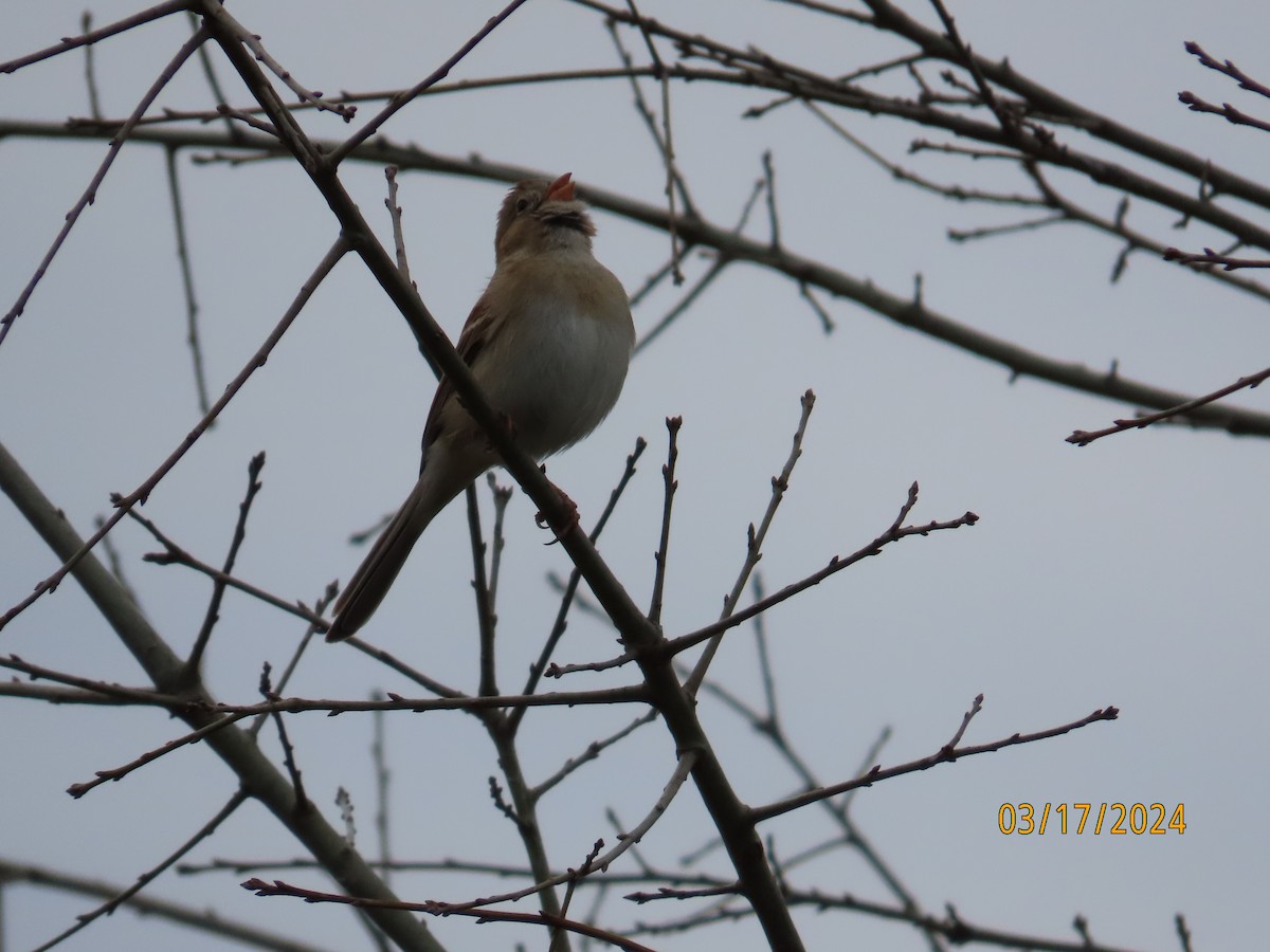Field Sparrow - ML616166039