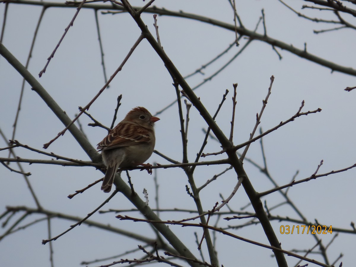 Field Sparrow - ML616166040