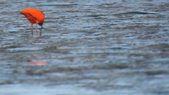 Scarlet Ibis - ML616166053