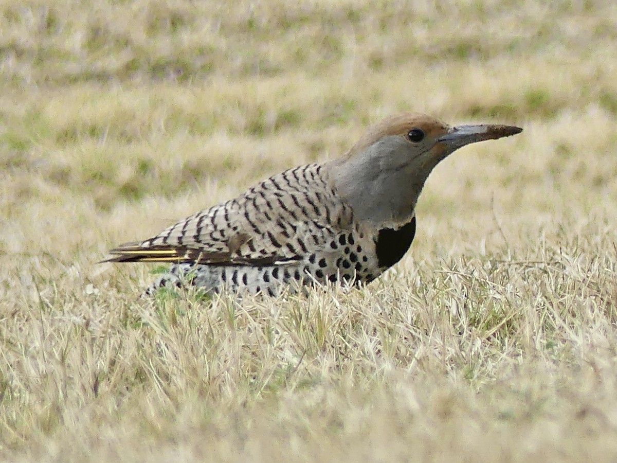 Gilded Flicker - ML616166063