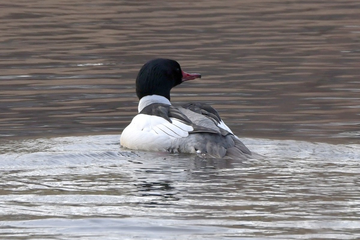 Common Merganser - ML616166084