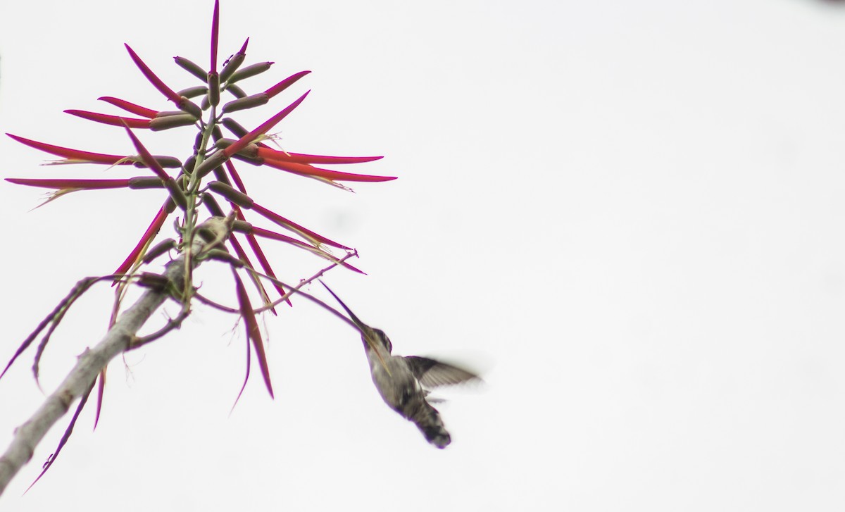 kolibřík achátový - ML616166137