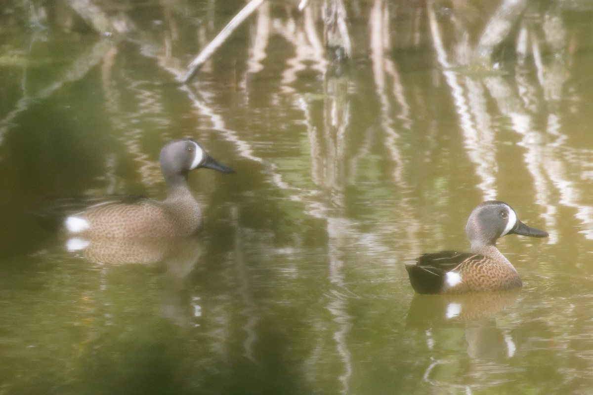 Blue-winged Teal - Dennis Butcher