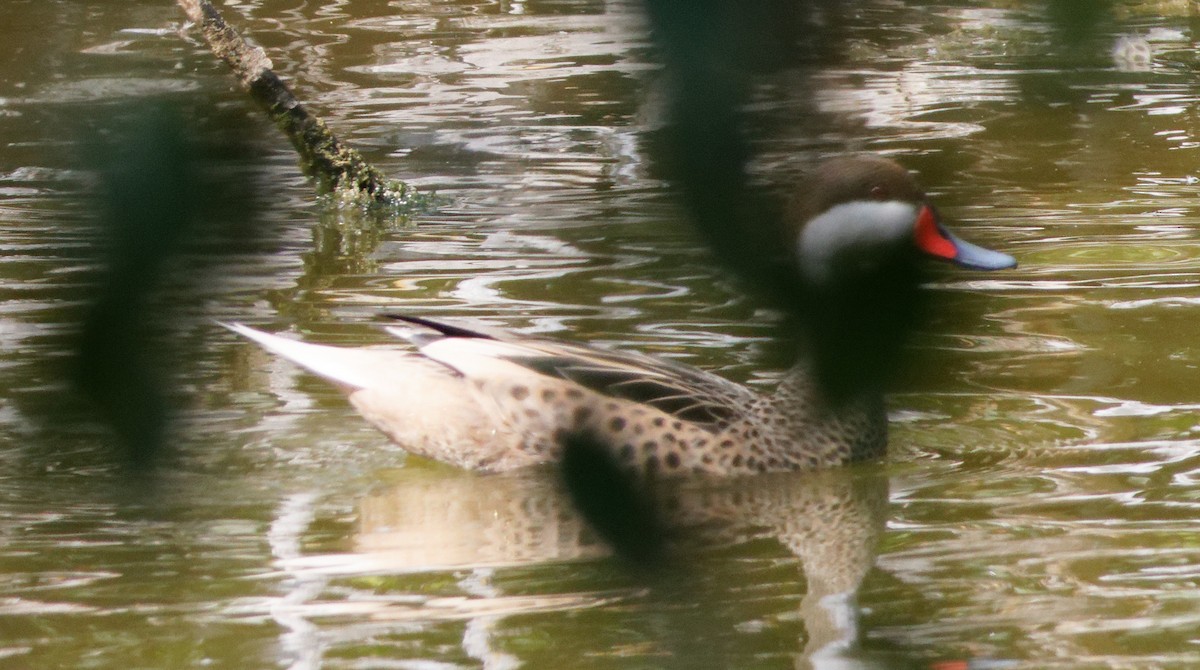 White-cheeked Pintail - Dennis Butcher