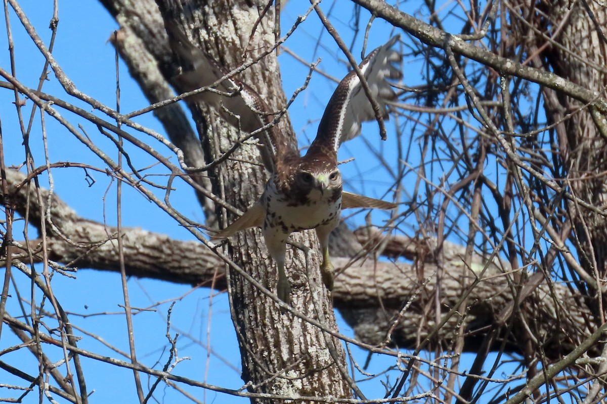 Red-tailed Hawk - ML616166178