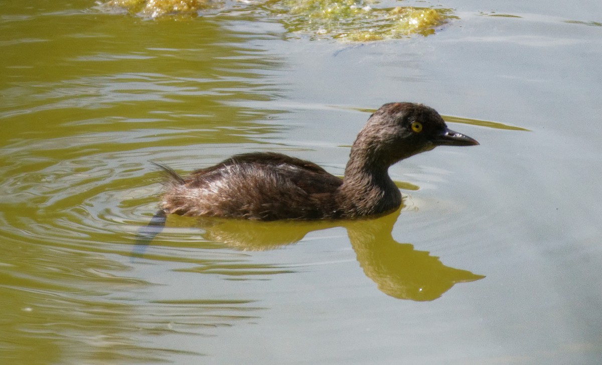 Least Grebe - Dennis Butcher