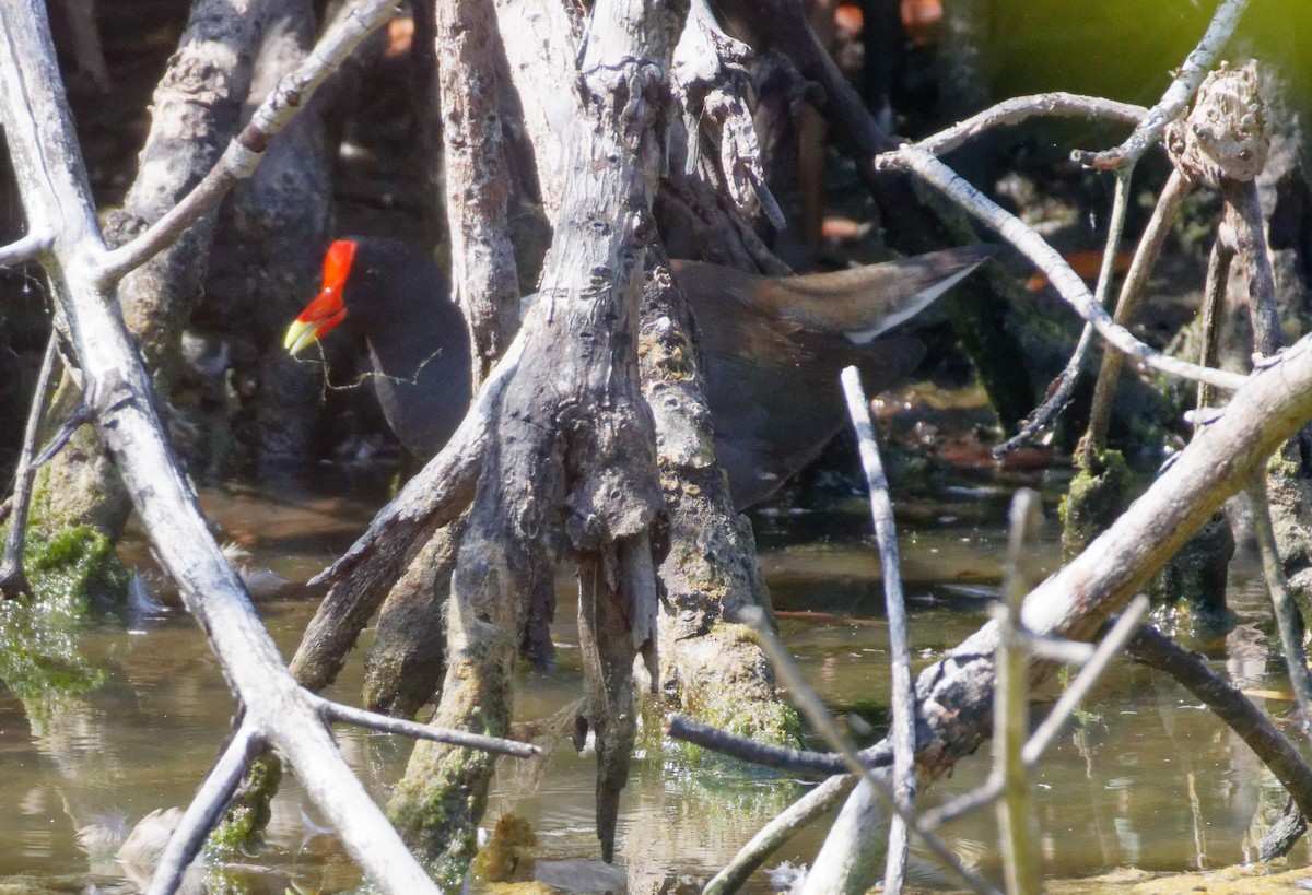 Common Gallinule - ML616166205