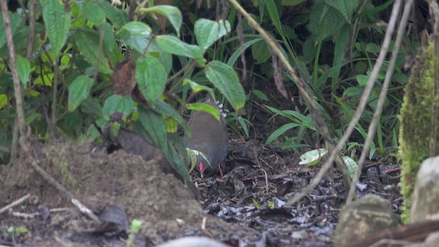 Paint-billed Crake - ML616166212