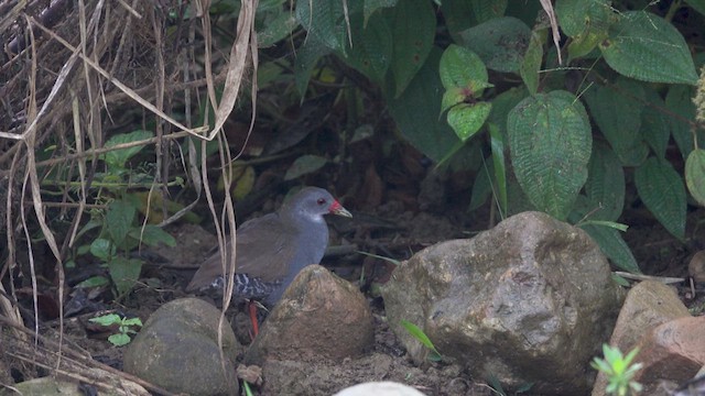 Paint-billed Crake - ML616166215