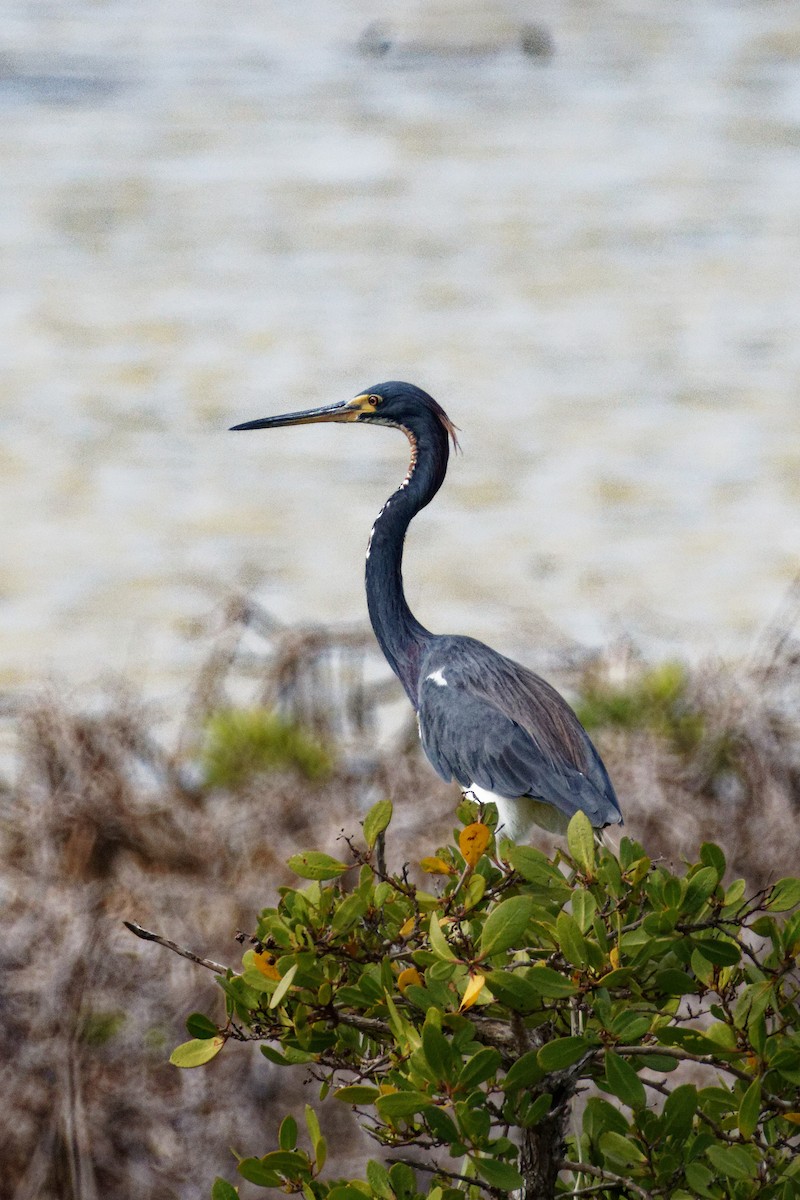 Tricolored Heron - Dennis Butcher