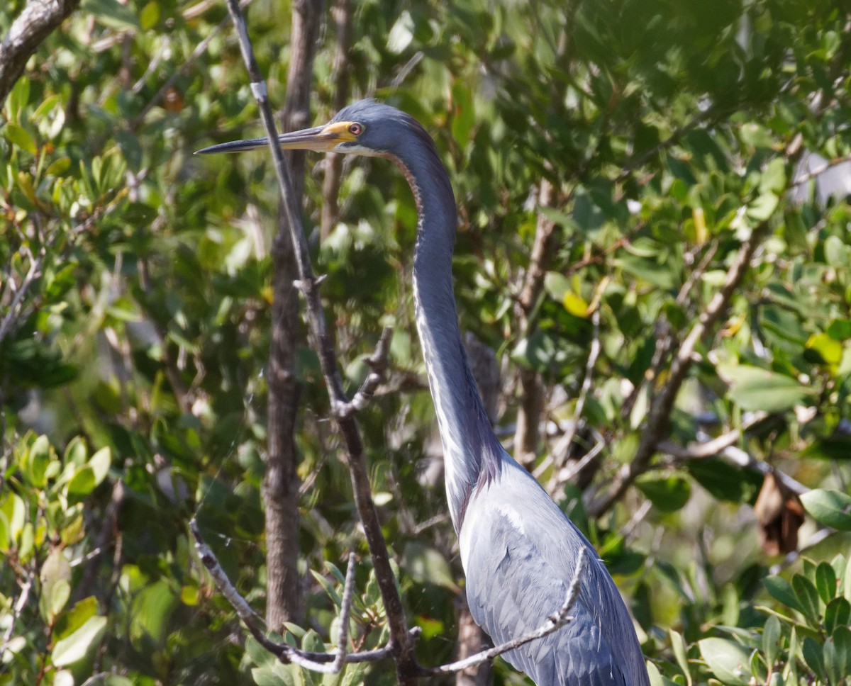 Tricolored Heron - Dennis Butcher