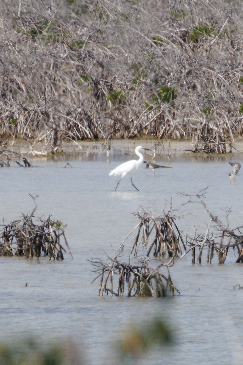 Snowy Egret - Dennis Butcher