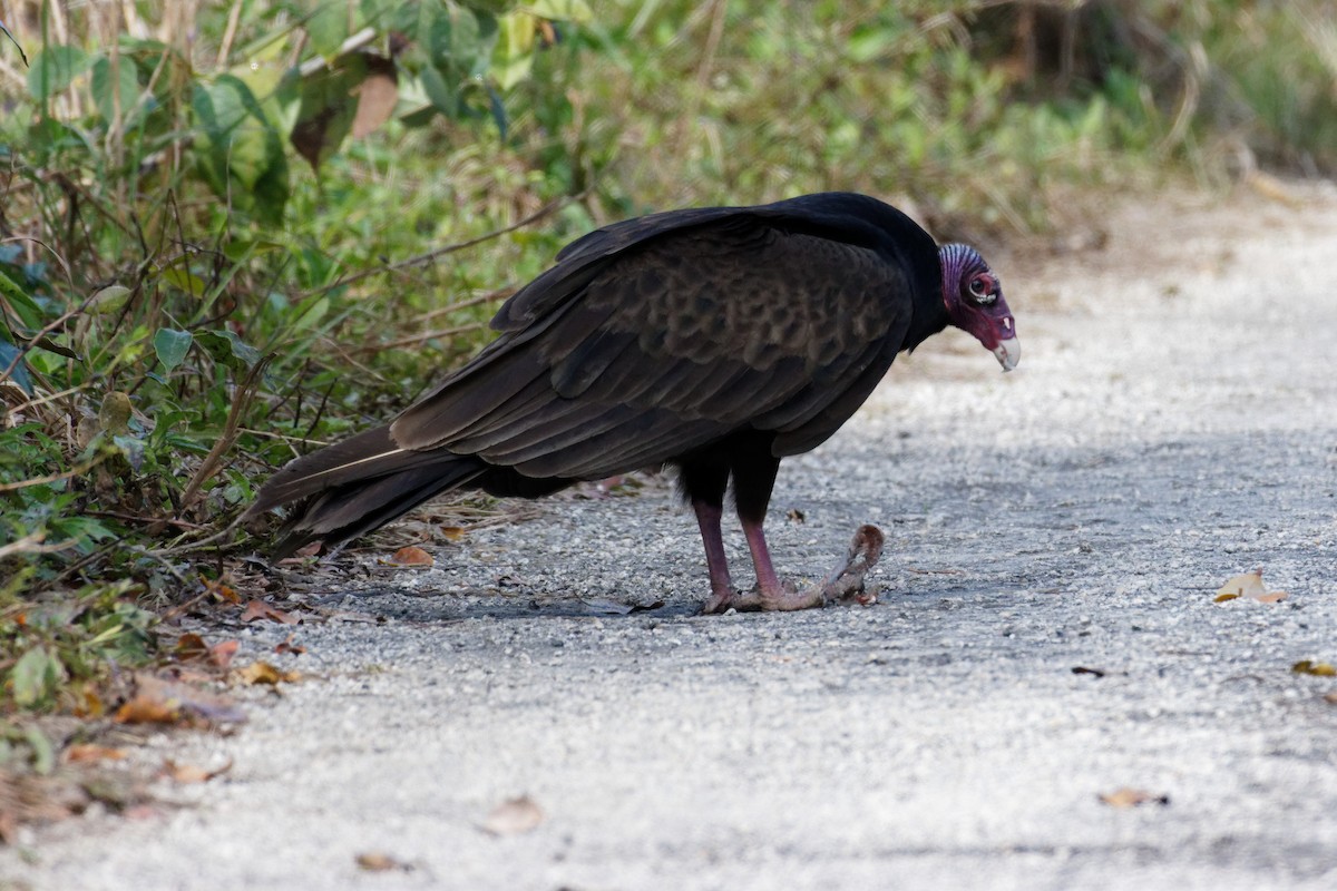 Turkey Vulture - Dennis Butcher