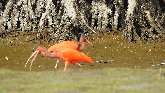 Scarlet Ibis - ML616166256