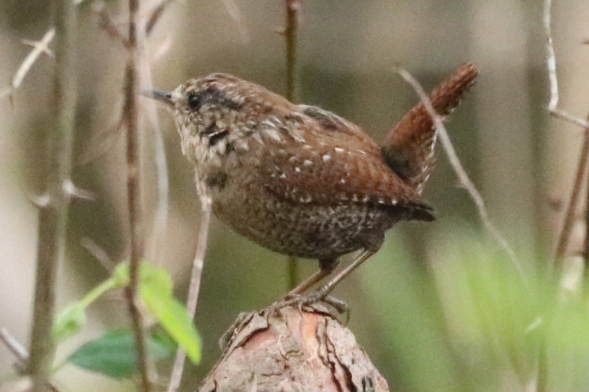 Winter Wren - ML616166257