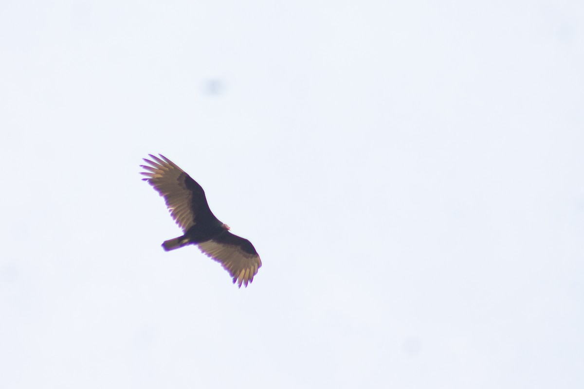 Turkey Vulture - ML616166347