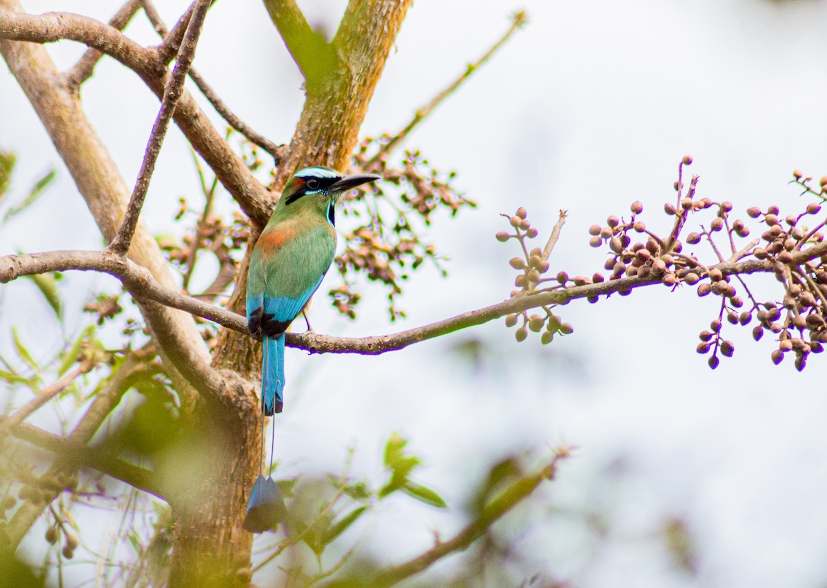 Turquoise-browed Motmot - ML616166398