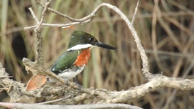 Green Kingfisher - ML616166417