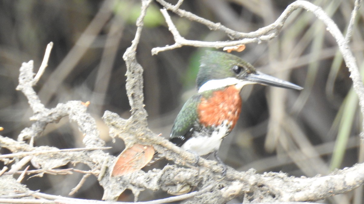 Green Kingfisher - ML616166449