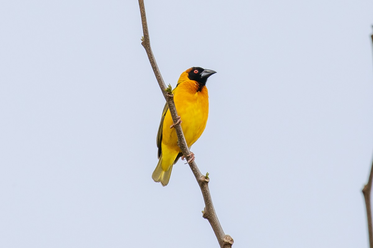 Village Weaver - Corné Pieterse