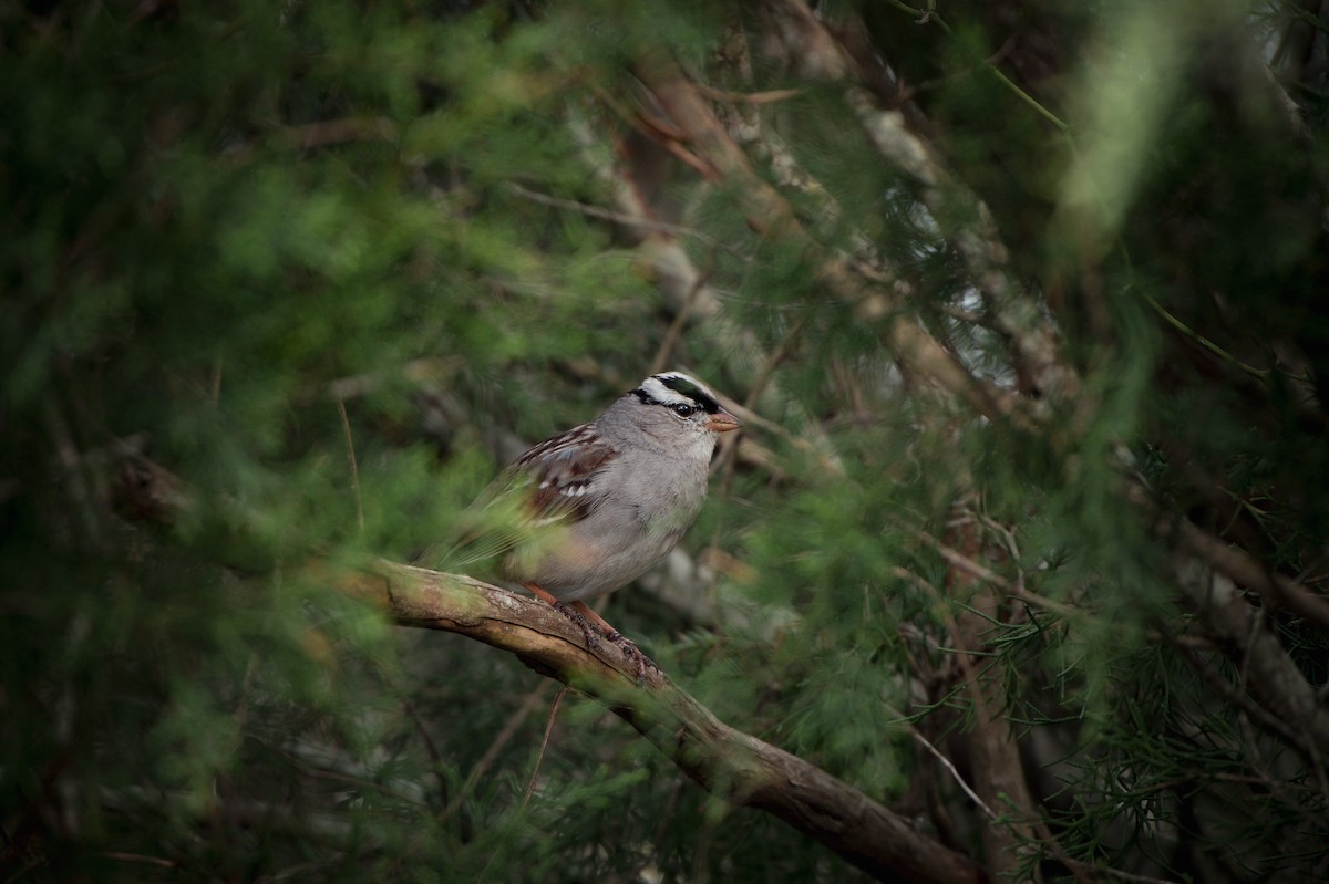 White-crowned Sparrow - ML616166505