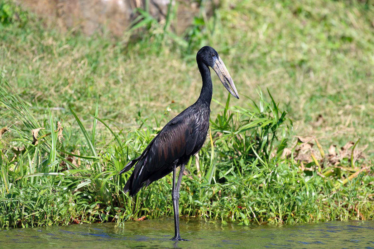 African Openbill - ML616166511