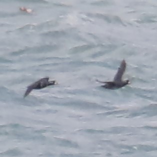 Harlequin Duck - ML616166520