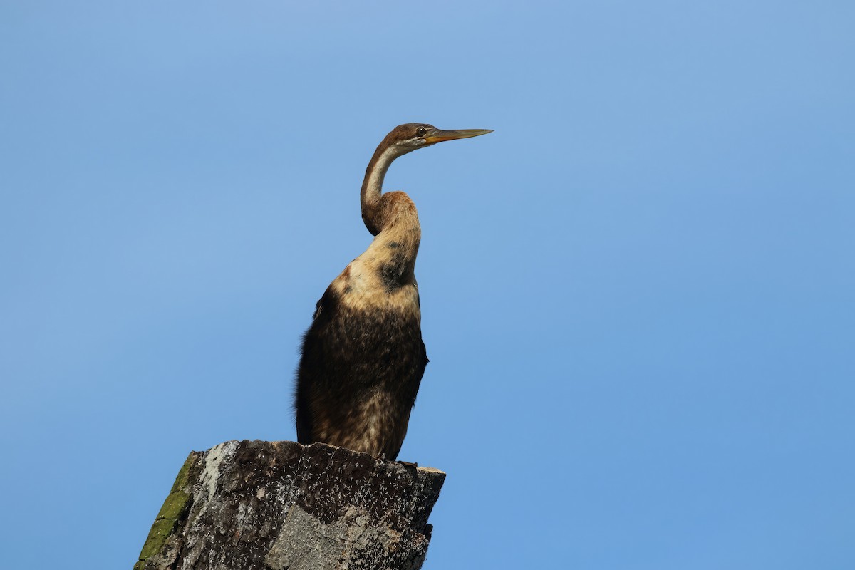 African Darter - Corné Pieterse