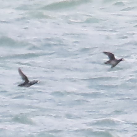 Harlequin Duck - ML616166532