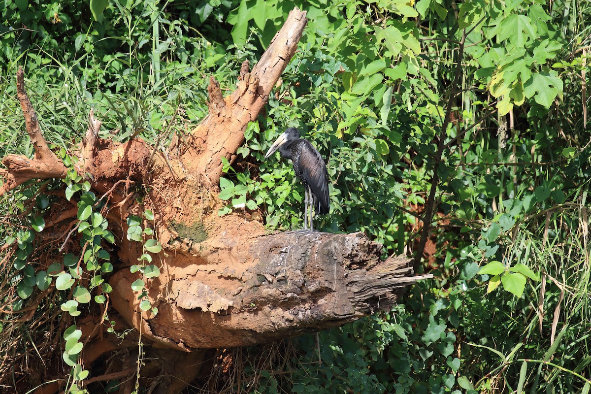 African Openbill - ML616166538