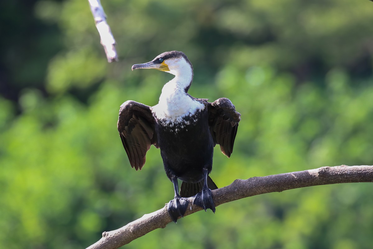 Great Cormorant - ML616166563