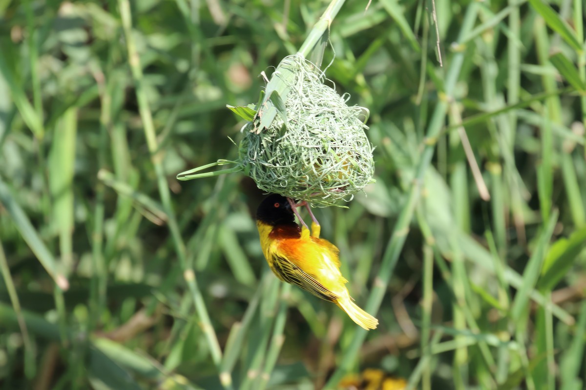 Golden-backed Weaver - ML616166606