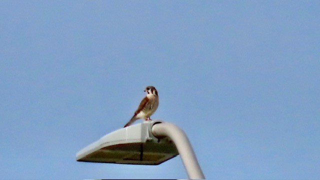 American Kestrel - ML616166614