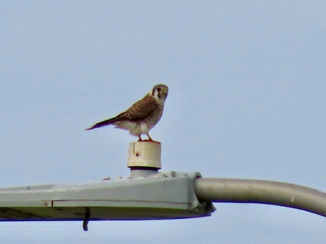 American Kestrel - ML616166615