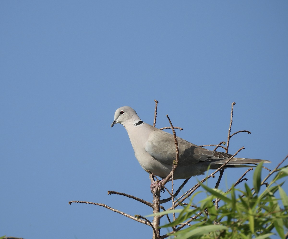 Eurasian Collared-Dove - Kathy Rigling