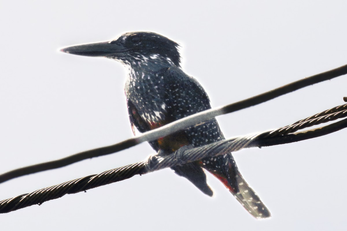 Giant Kingfisher - Corné Pieterse