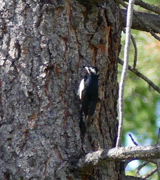 Williamson's Sapsucker - ML61616671