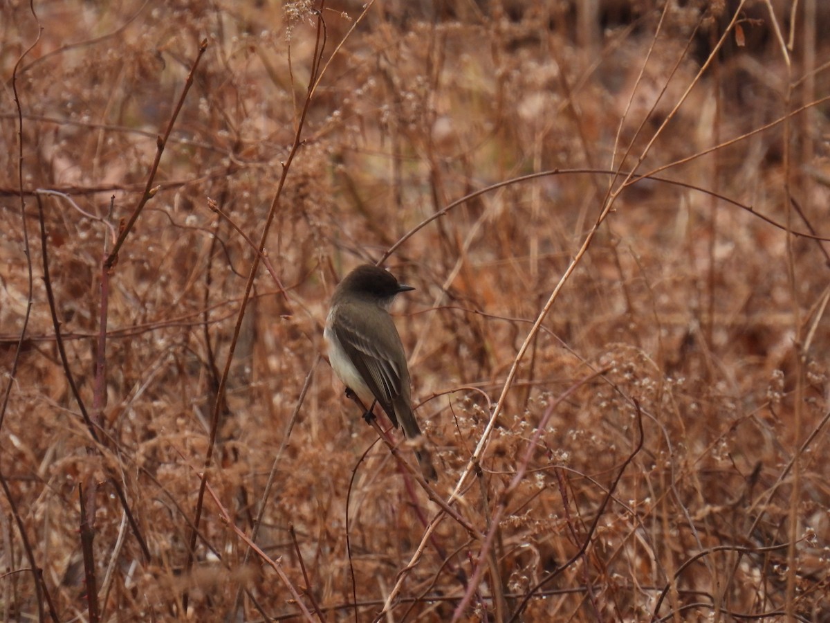 Eastern Phoebe - Brad Smith