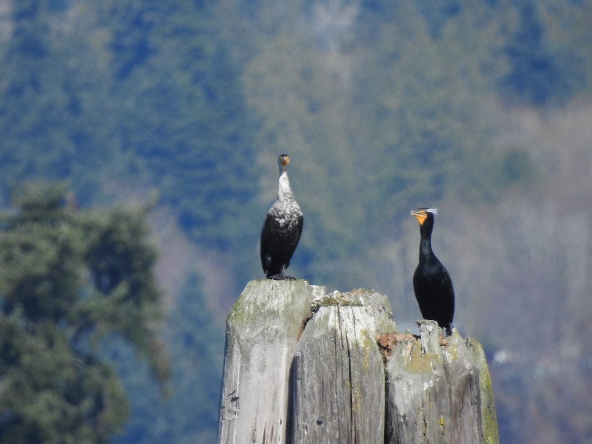 Cormoran à aigrettes - ML616166719