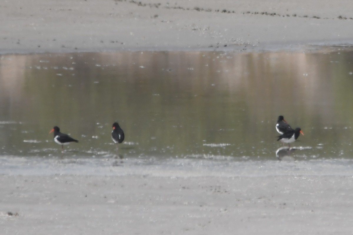 Pied Oystercatcher - ML616166752