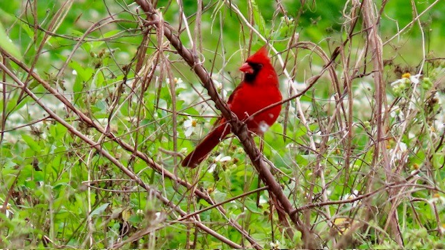 Cardinal rouge - ML616166764