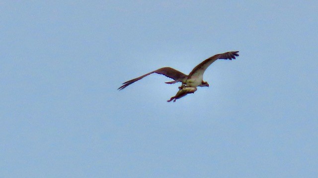 Águila Pescadora - ML616166788