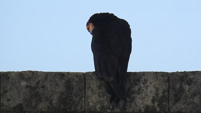 Lesser Yellow-headed Vulture - ML616166794