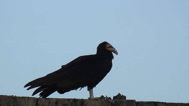 Lesser Yellow-headed Vulture - ML616166798